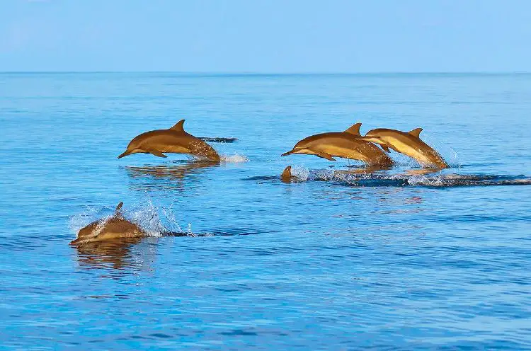 Dolphin Safari in Ocean