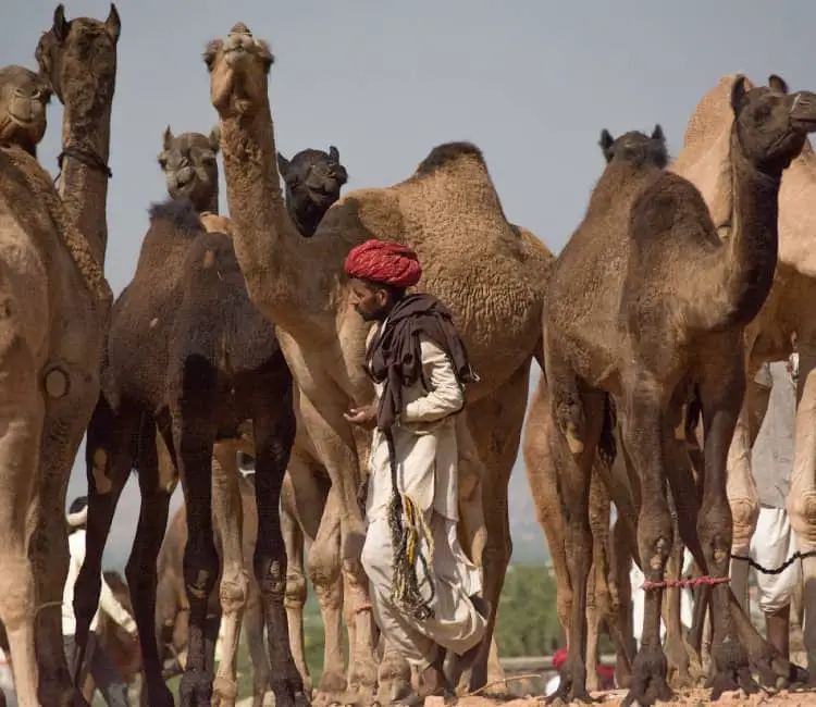 Camel Safari Rajasthan Things to do